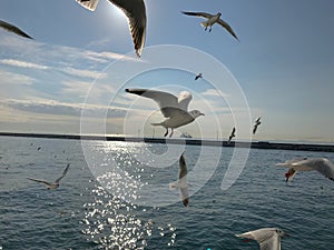 Seagulls flight maneuvers over the sea of Ã¢â¬â¹Ã¢â¬â¹bosphorus of istanbul